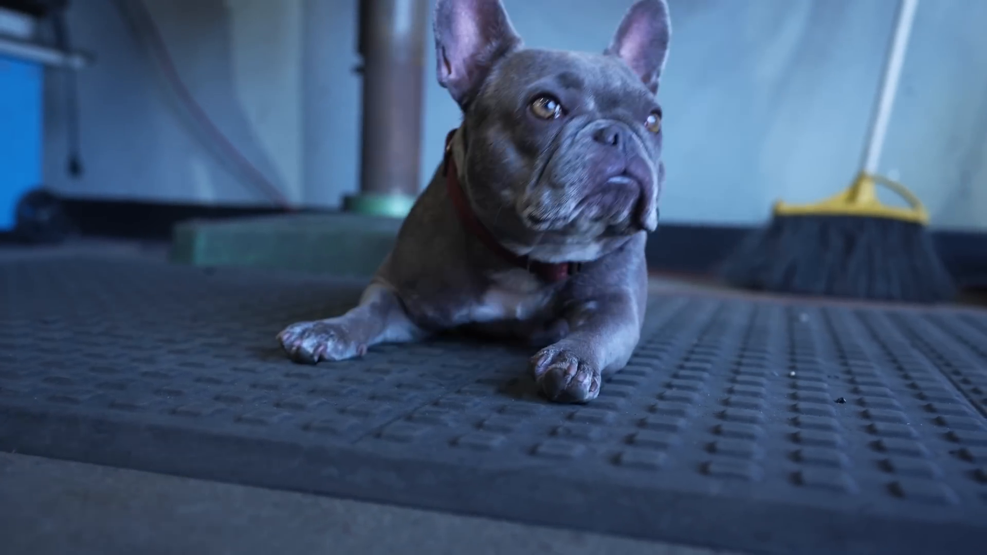 A French Bulldog with a gray coat lies on a textured rubber mat indoors with a broom visible in the background.